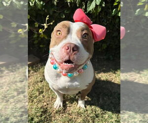 American Pit Bull Terrier-Unknown Mix Dogs for adoption in Redlands, CA, USA