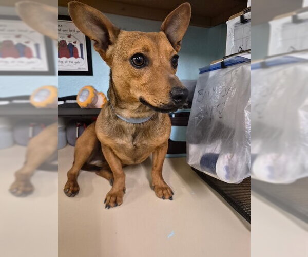 Medium Photo #1 Chiweenie Puppy For Sale in Amarillo, TX, USA