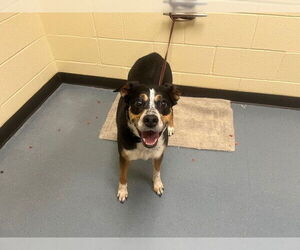 Mutt Dogs for adoption in Denver, CO, USA