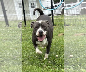 American Pit Bull Terrier Dogs for adoption in Virginia Beach, VA, USA