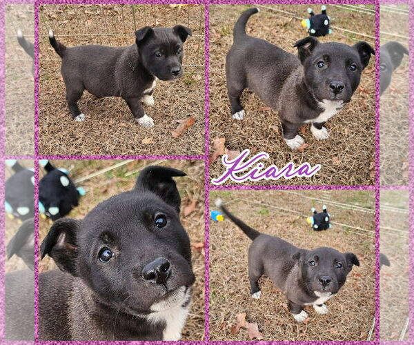 Medium Photo #1 Carolina Dog-Great Pyrenees Mix Puppy For Sale in Blacksburg, SC, USA