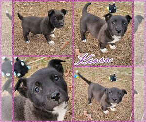 Carolina Dog-Great Pyrenees Mix Dogs for adoption in Blacksburg, SC, USA