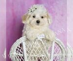 Small #1 Maltipoo (Miniature)