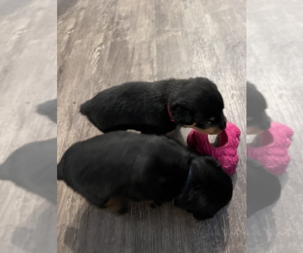 Medium Photo #2 Rottweiler Puppy For Sale in ZEPHYRHILLS, FL, USA