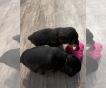Small Photo #2 Rottweiler Puppy For Sale in ZEPHYRHILLS, FL, USA