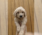 Small Photo #11 Goldendoodle Puppy For Sale in SPENCER, TN, USA