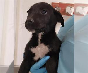 Labrador Retriever Dogs for adoption in Bakersfield, CA, USA