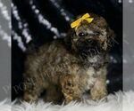 Puppy CURLY Poodle (Miniature)