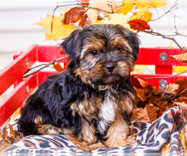 Medium Photo #52 Shorkie Tzu Puppy For Sale in WAKARUSA, IN, USA