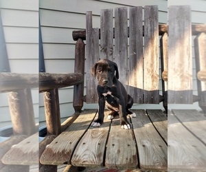 Great Dane Puppy for sale in MORRILL, ME, USA