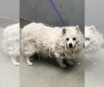 Small Pomeranian Mix