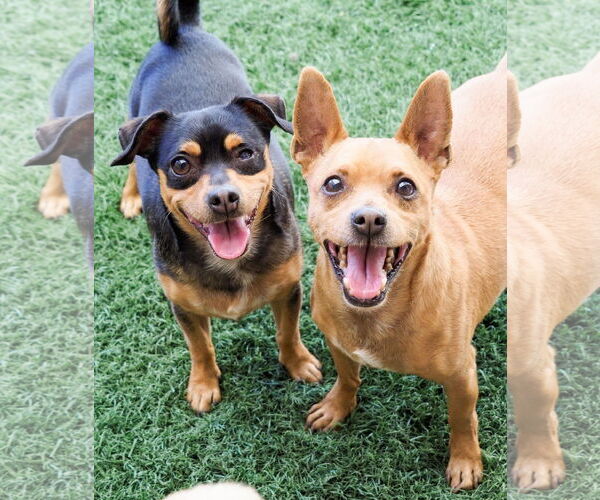 Medium Photo #5 Chipin Puppy For Sale in phoenix, AZ, USA