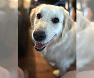 Golden Retriever Dogs for adoption in Spring Lake, NC, USA