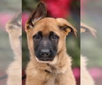 Small #4 German Shepherd Dog