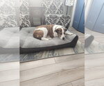 Small #1 Boxer-Staffordshire Bull Terrier Mix