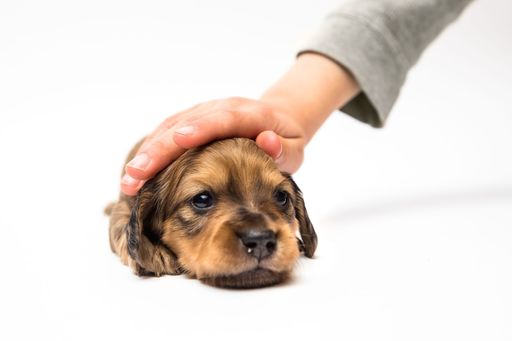 Medium Photo #1 Dachshund Puppy For Sale in LAKEBAY, WA, USA