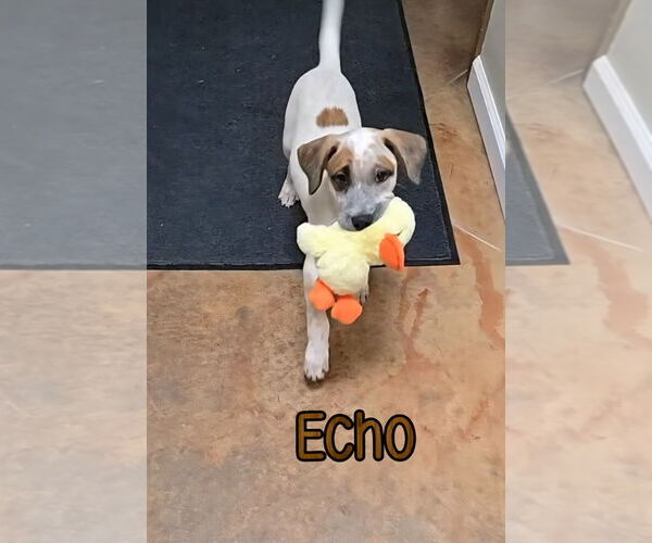 Medium Photo #2 American Pit Bull Terrier-Catahoula Leopard Dog Mix Puppy For Sale in Port Clinton, OH, USA
