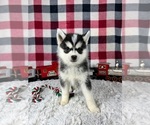 Small Photo #4 Pomsky Puppy For Sale in GREENWOOD, IN, USA