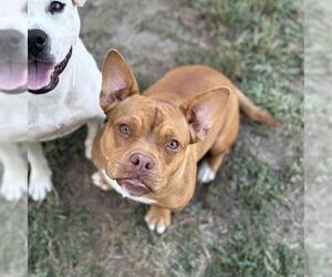 Staffordshire Bull Terrier-Unknown Mix Dogs for adoption in Modesto, CA, USA