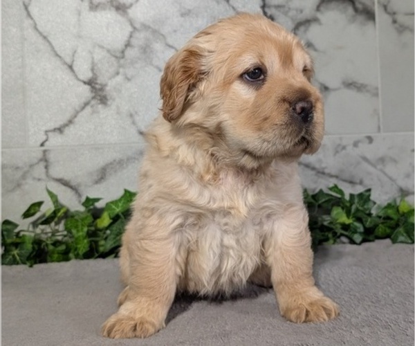 Medium Photo #6 Cocker-Pei Puppy For Sale in GOSHEN, IN, USA