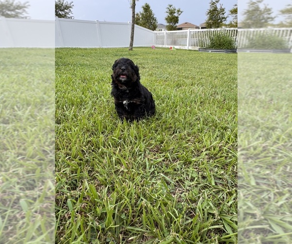 Medium Photo #91 Miniature Bernedoodle Puppy For Sale in AUBURNDALE, FL, USA
