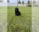 Small Photo #91 Miniature Bernedoodle Puppy For Sale in AUBURNDALE, FL, USA
