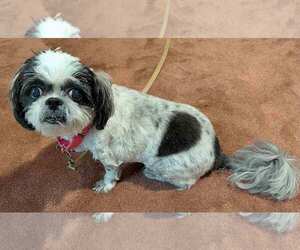 Edna - Female Shih Tzu Dog for Adoption - Photo #2