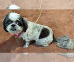 Small Photo #2 Shih Tzu Puppy For Sale in Kennesaw, GA, USA