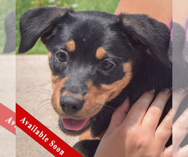 Medium Photo #1 Australian Shepherd-Unknown Mix Puppy For Sale in Huntley, IL, USA