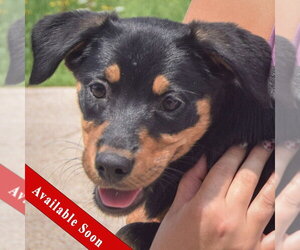 Australian Shepherd-Unknown Mix Dogs for adoption in Huntley, IL, USA