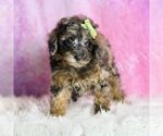 Puppy AKC Maestro Poodle (Toy)