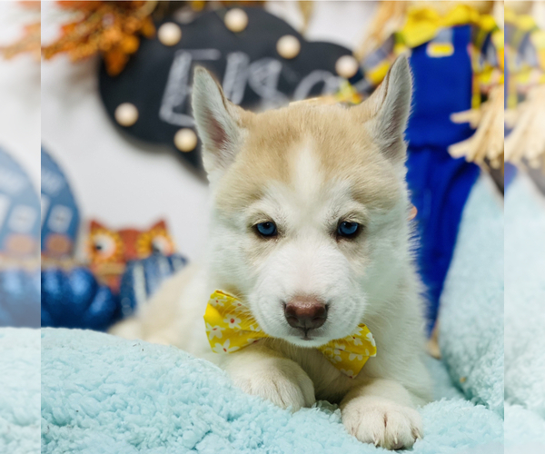 Medium Photo #1 Siberian Husky Puppy For Sale in HESPERIA, CA, USA