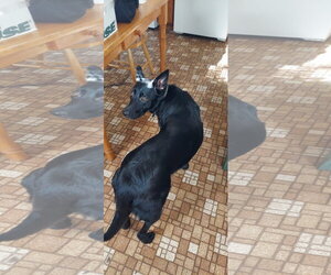 Mutt Dogs for adoption in Crystal, MN, USA