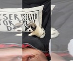 Small Photo #16 Anatolian Pyrenees Puppy For Sale in LEWIS, IA, USA