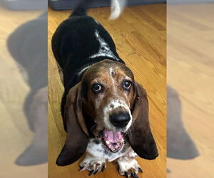 Basset Hound Dogs for adoption in Deepwater, NJ, USA