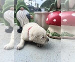 Small #5 Golden Retriever