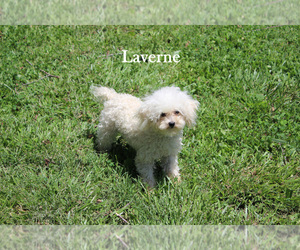 Poodle (Toy) Puppy for sale in CHANUTE, KS, USA