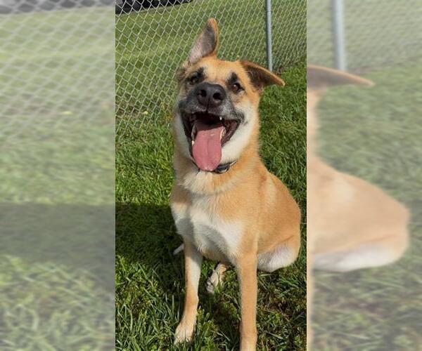 Medium Photo #2 German Shepherd Dog Puppy For Sale in Rosenberg, TX, USA