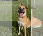 Small #1 German Shepherd Dog