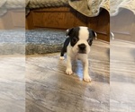 Small #4 Boston Terrier