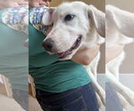 Small #10 Great Pyrenees Mix