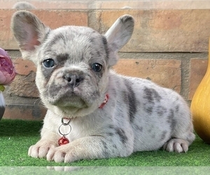 French Bulldog Puppy for sale in NEW YORK, NY, USA