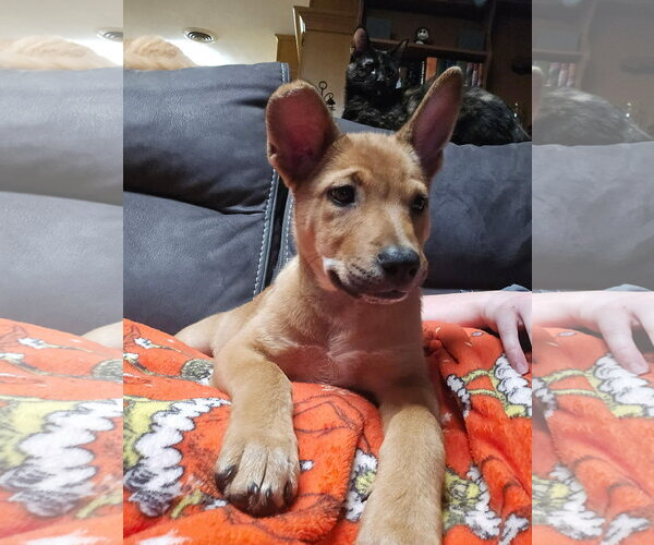 Medium Photo #3 Retriever -Unknown Mix Puppy For Sale in NEWPORT NH, NH, USA