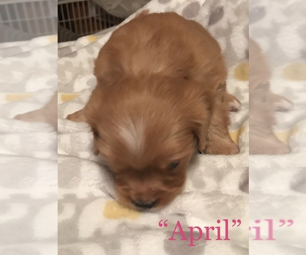 Medium Photo #2 Cavalier King Charles Spaniel-Scorkie Mix Puppy For Sale in ITHACA, NY, USA