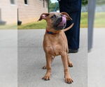 Small #1 American Pit Bull Terrier
