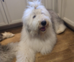 Small Photo #65 Old English Sheepdog Puppy For Sale in WILMINGTON, OH, USA