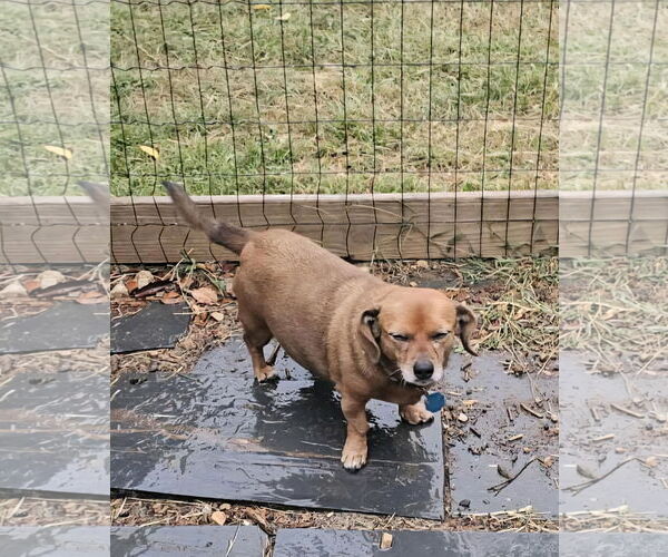 Medium Photo #4 Dachshund-Unknown Mix Puppy For Sale in Charlottesville, VA, USA