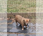 Small #3 Dachshund Mix