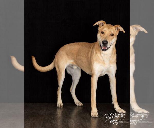 Medium Photo #1 Anatolian Shepherd-Unknown Mix Puppy For Sale in Claremore, OK, USA