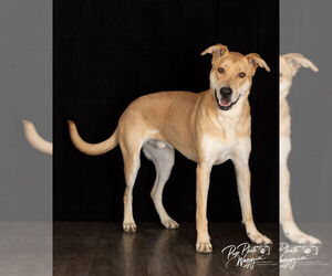 Anatolian Shepherd-Unknown Mix Dogs for adoption in Claremore, OK, USA